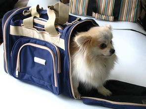 旅行宠物如何携带