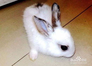 兔子饲养全攻略- 从头到脚，让你轻松养出健康可爱的小兔子！
