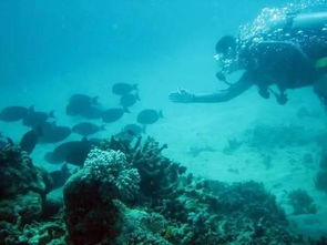 大堡礁的潜水体验馆位于澳大利亚的昆士兰州，具体位置是在凯恩斯和道格拉斯港之间的珊瑚海岸。这个体验馆是一个专门为游客提供潜水体验而设计的，可以让游客在专业教练的指导下，潜入大堡礁的水域，亲身体验海底世界的美丽和神秘。