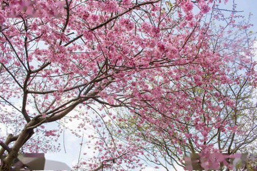 日本樱花节日：盛开的象征与生活的艺术