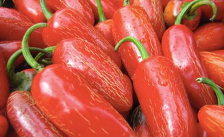 墨西哥辣椒是最辣的吗?，墨西哥辣椒是最辣的吗？