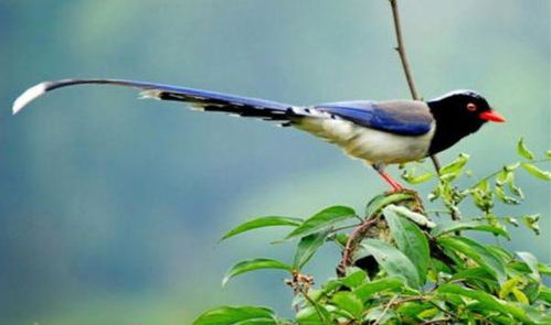 鸟类饲养与繁殖技巧