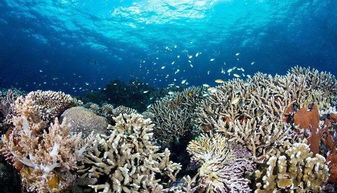 大堡礁的潜水体验，大堡礁深潜：探索海洋的秘密