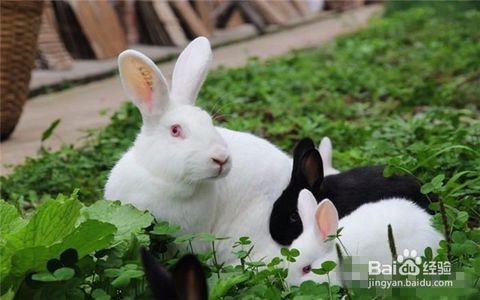 兔子的饲养需要注意什么，兔子的饲养需要注意以下几点：