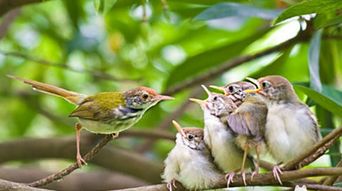 鸟类饲养与繁殖技巧有哪些，鸟类饲养与繁殖技巧
