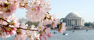 日本樱花节有什么特别的表演