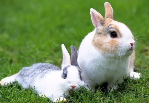 兔子饲养的注意事项有哪些