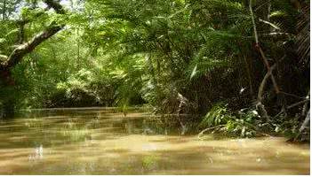 亚马逊雨林的生态效益