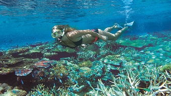 大堡礁的潜水体验馆在哪里