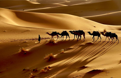 撒哈拉沙漠的探险