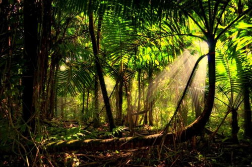 亚马逊雨林的环境问题