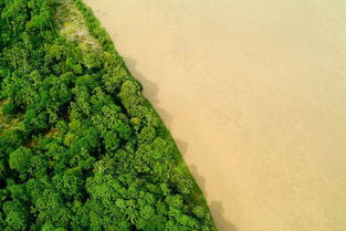亚马逊雨林的价值
