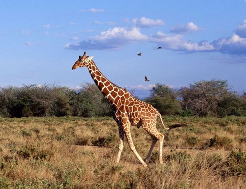 非洲草原野生动物为什么那么多