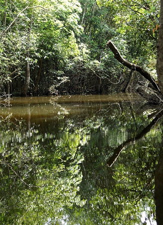 亚马逊雨林野外生存