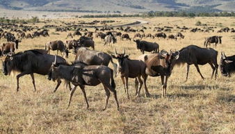 非洲野生动物大迁徙原因