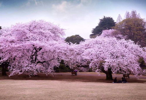 日本樱花的节日