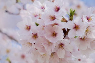 日本樱花节是几月几号