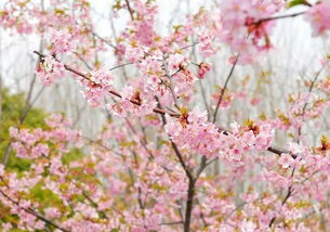 日本樱花节的时间和节日活动有关吗